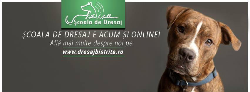 Scoala de dresaj Alin Moldovan Scoala de dresaj Alin Moldovan