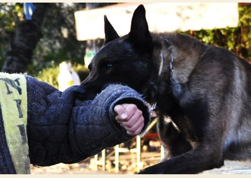Școala Dresajului Canin „Nikarad” Școala Dresajului Canin „Nikarad”